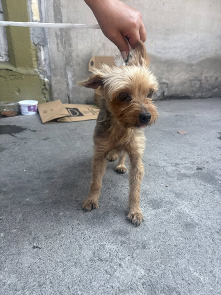 Foto del avistamiento de perro