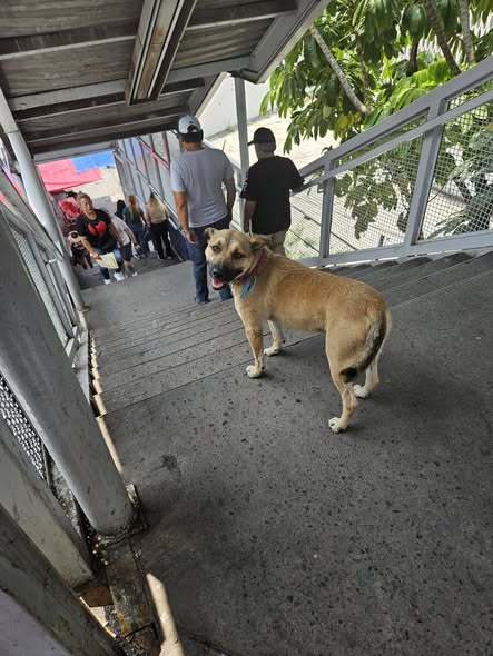 Foto del avistamiento de perro
