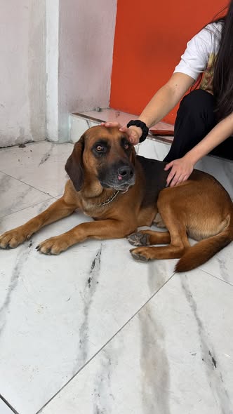 Foto del avistamiento de perro