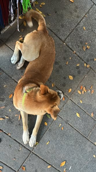 Foto del avistamiento de perro