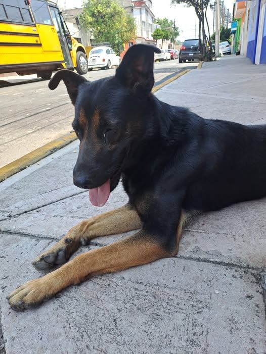 Foto del avistamiento de perro