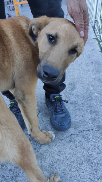 Dog sighting photo