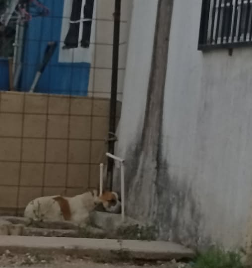 Foto del avistamiento de perro