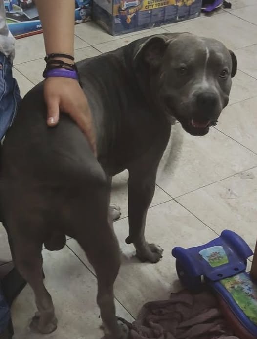 Foto del avistamiento de perro
