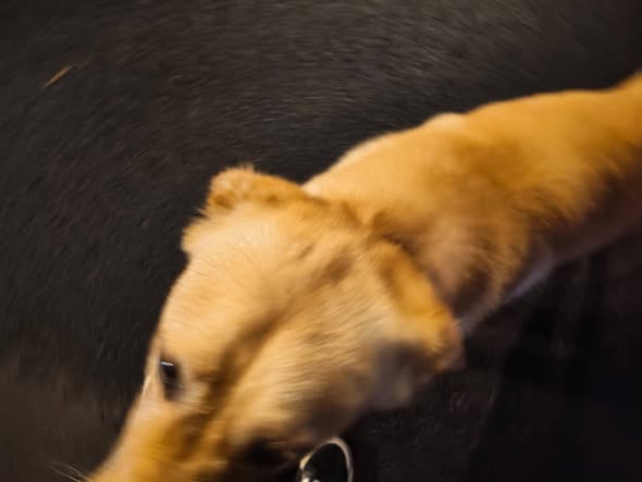 Dog sighting photo