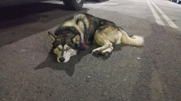 Dog sighting