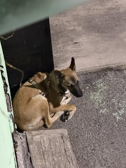Foto del avistamiento de perro