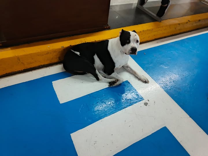 Foto del avistamiento de perro
