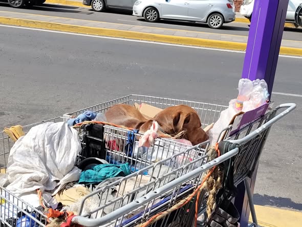 Foto del avistamiento de perro