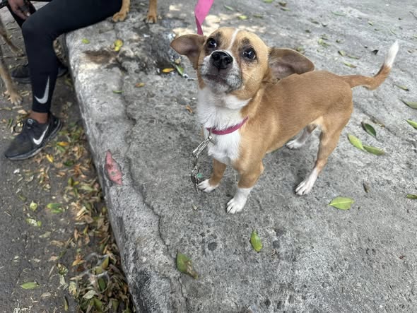 Foto del avistamiento de perro