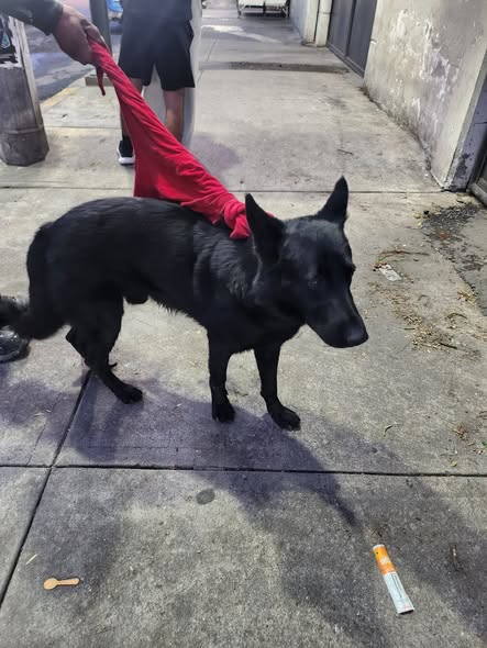 Foto del avistamiento de perro