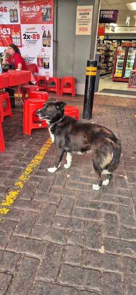 Foto del avistamiento de perro