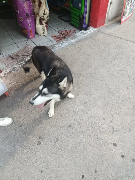 Dog sighting photo