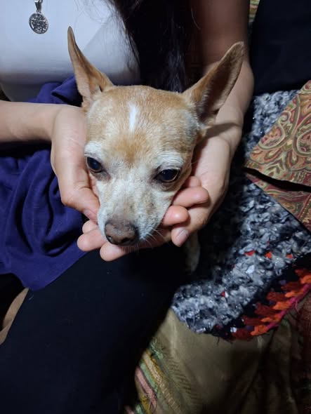 Foto del avistamiento de perro