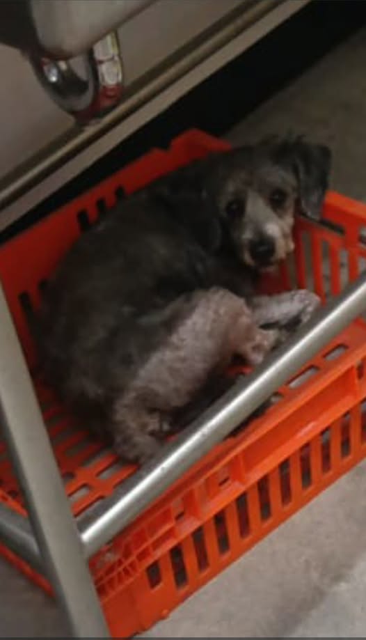Foto del avistamiento de perro