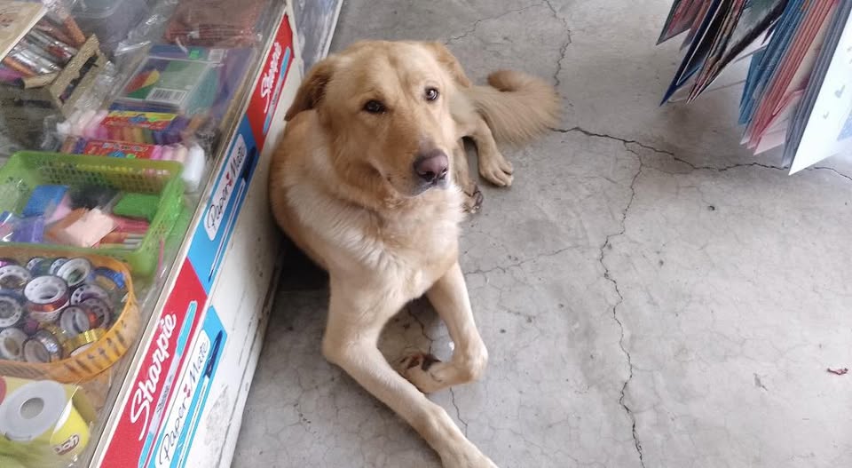 Dog sighting photo