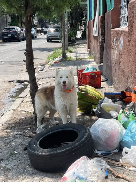 Foto del avistamiento de perro