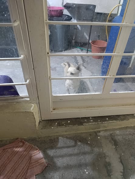 Foto del avistamiento de perro