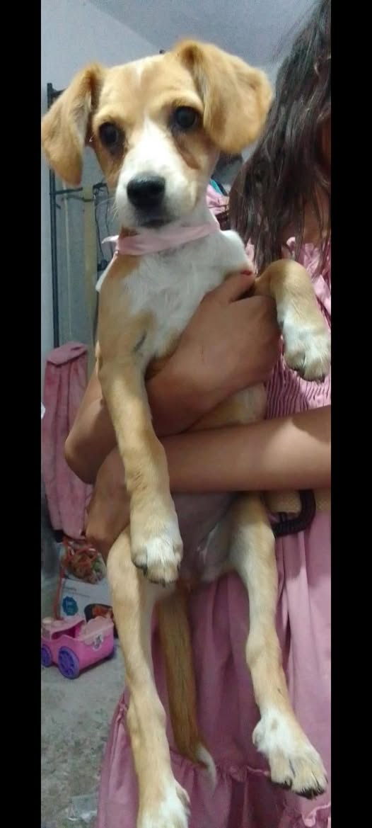 Foto del avistamiento de perro