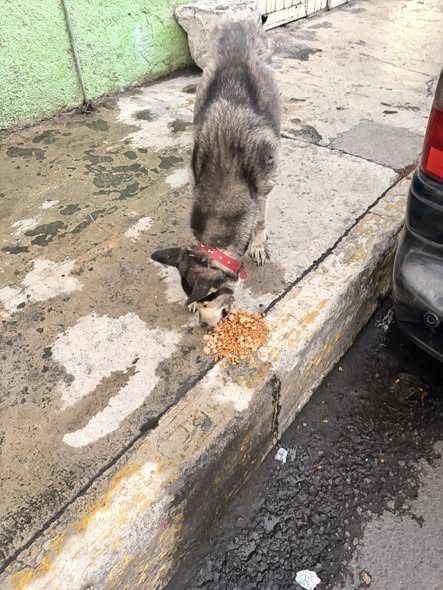 Foto del avistamiento de perro