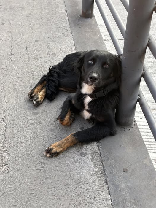 Foto del avistamiento de perro