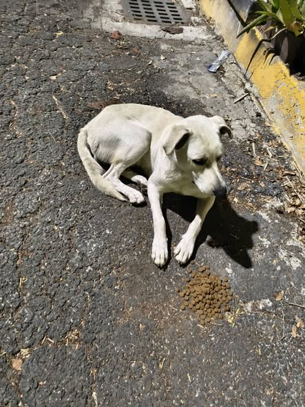 Foto del avistamiento de perro