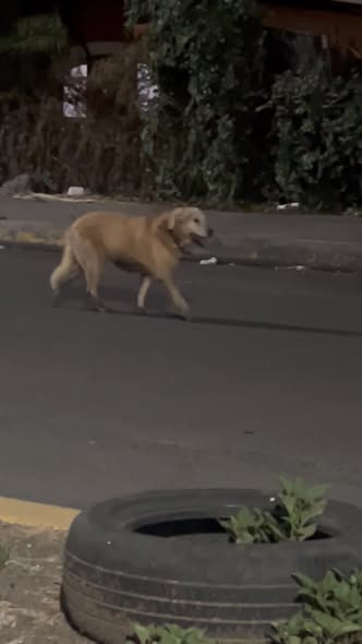 Foto del avistamiento de perro
