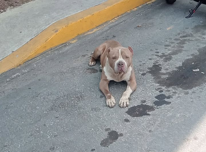 Dog sighting photo