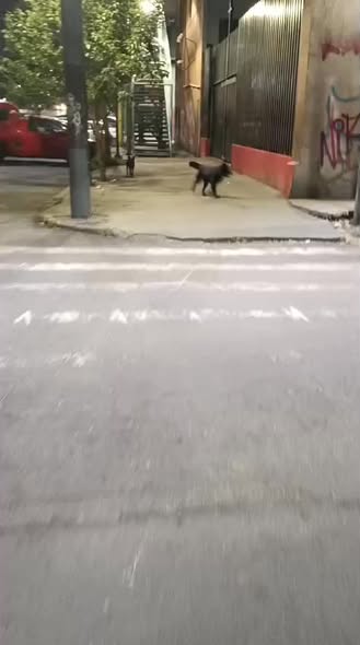 Dog sighting photo