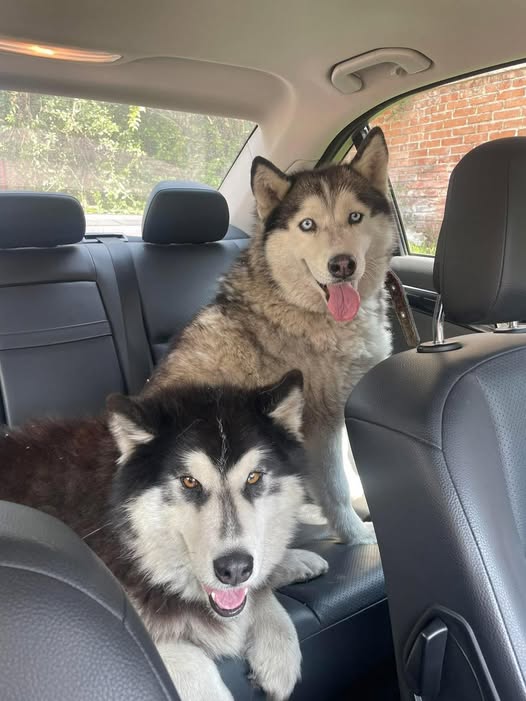 Dog sighting