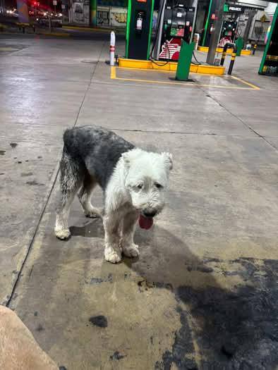 Dog sighting photo