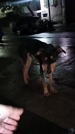 Dog sighting