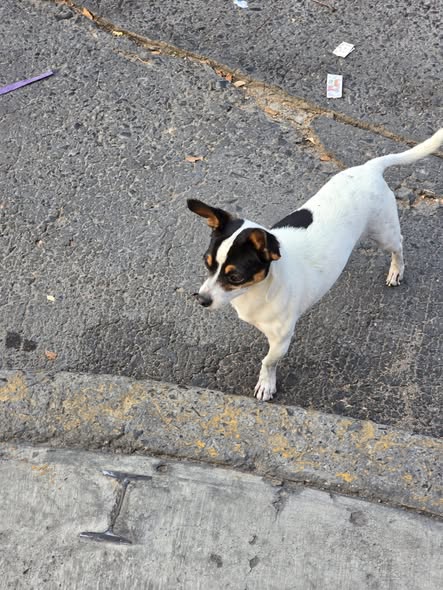 Dog sighting