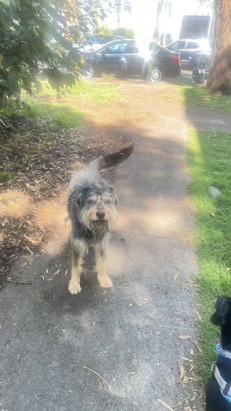 Dog sighting