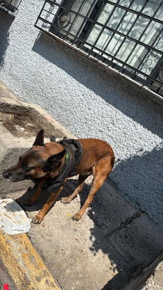 Dog sighting photo