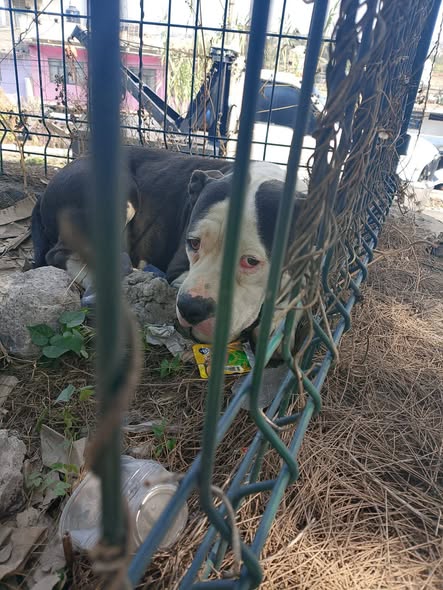 Dog sighting photo