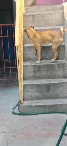 Dog sighting photo