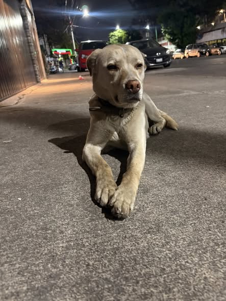 Foto del avistamiento de perro