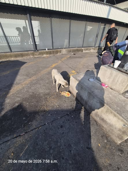 Foto del avistamiento de perro