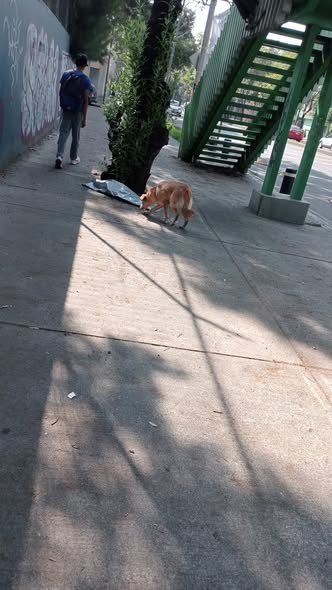 Dog sighting photo