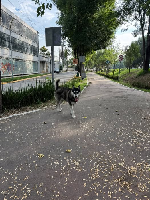 Foto del avistamiento de perro