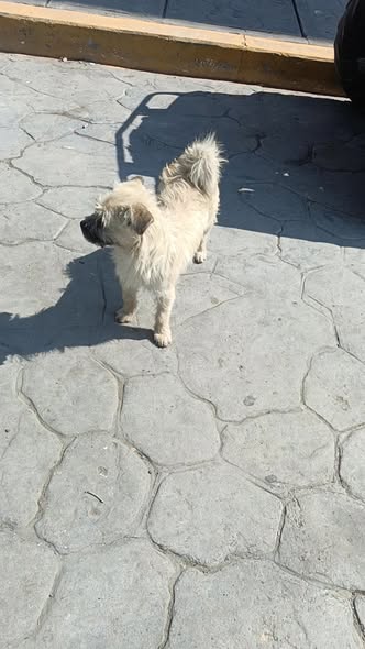 Foto del avistamiento de perro