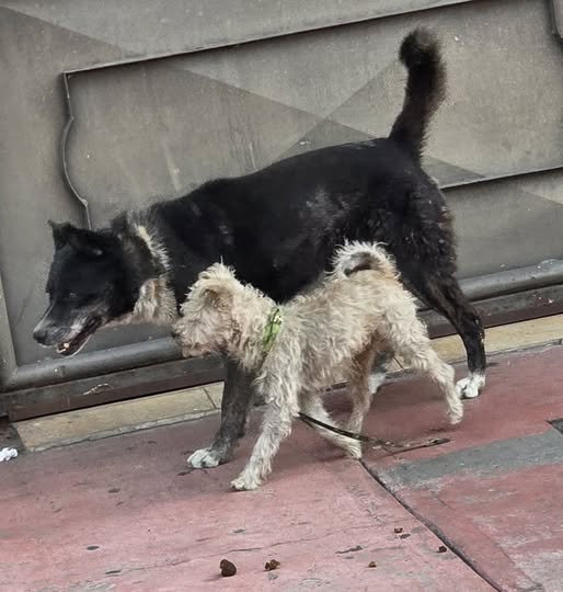 Dog sighting photo