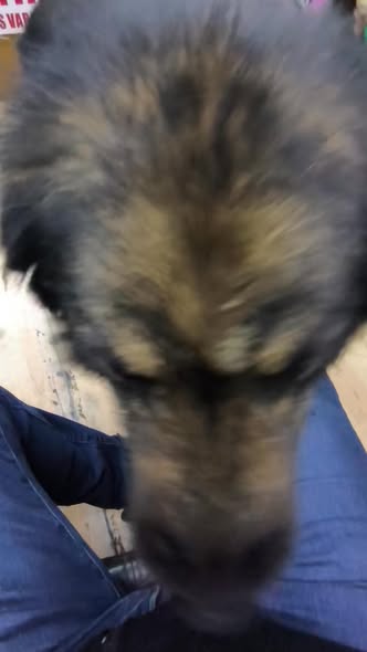Foto del avistamiento de perro