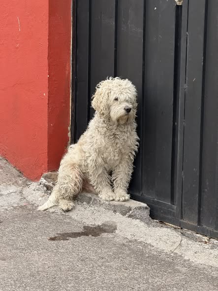 Foto del avistamiento de perro