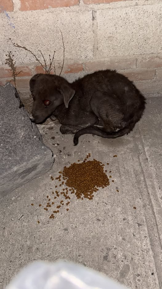 Foto del avistamiento de perro