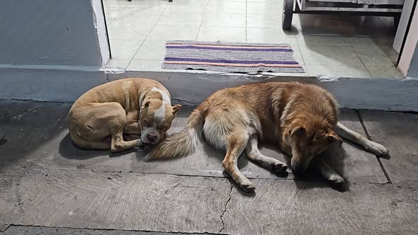 Foto del avistamiento de perro