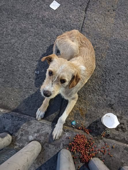 Foto del avistamiento de perro