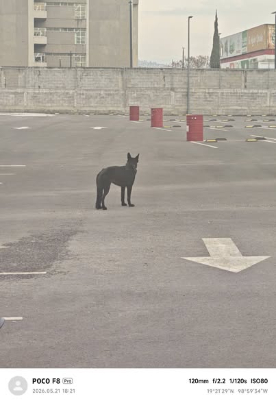 Foto del avistamiento de perro