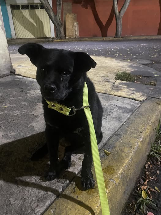 Foto del avistamiento de perro